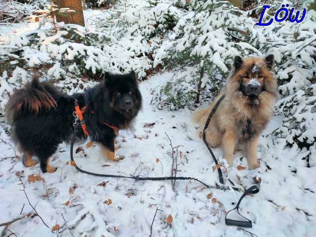 13.12.2022 - Hunde und Wald in Weiß